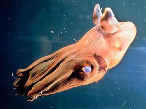 深海生物,难得一见的生物种类596 / 作者:UFO爱好者 / 帖子ID:86230