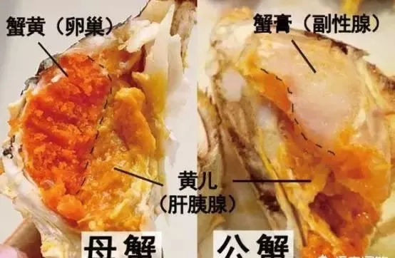蟹黄和螃蟹屎傻傻分不清？蟹黄在哪里？螃蟹什么季节蟹黄蟹膏多598 / 作者:UFO爱好者 / 帖子ID:69323