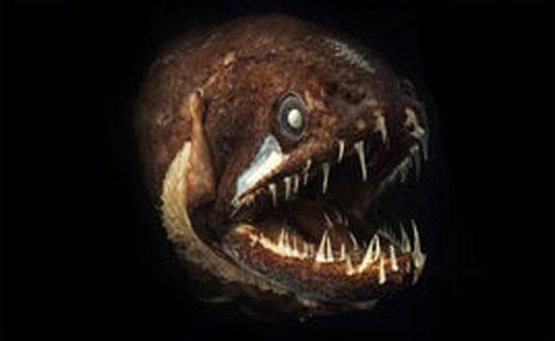 深海生物,难得一见的生物种类36 / 作者:UFO爱好者 / 帖子ID:86230