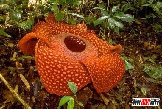 盘点全球怪异的吃人植物，食人花吃人不吐骨头(超恐怖)211 / 作者:UFO爱好者 / 帖子ID:106005