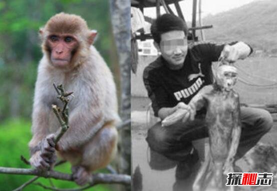 四川变态虐猴男事件 男子活剥猴皮群众竟围观叫好372 / 作者:UFO爱好者 / 帖子ID:105637