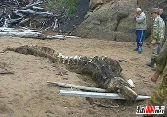 1998年大洪水出现龙尸是真的吗?98年洪水冲出龙尸图片293 / 作者:UFO爱好者 / 帖子ID:98923