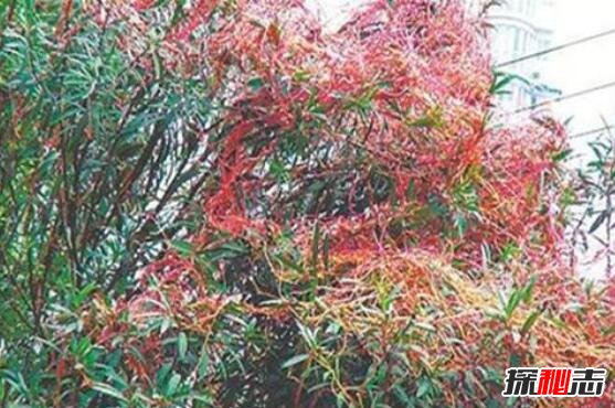 盘点全球怪异的吃人植物，食人花吃人不吐骨头(超恐怖)438 / 作者:UFO爱好者 / 帖子ID:106005