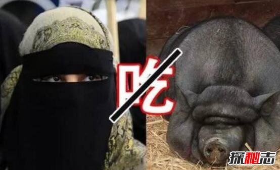 穆斯林为什么不吃猪肉，伊斯兰教规定不能吃(内心讨厌猪)805 / 作者:UFO爱好者 / 帖子ID:106171