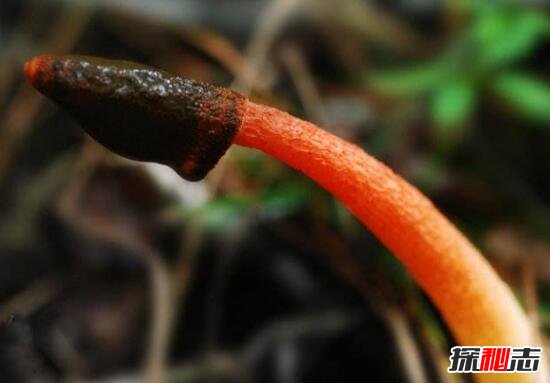 红鬼笔又叫做鸡屎菌，外形长得xx男人吃了能壮阳273 / 作者:UFO爱好者 / 帖子ID:106139