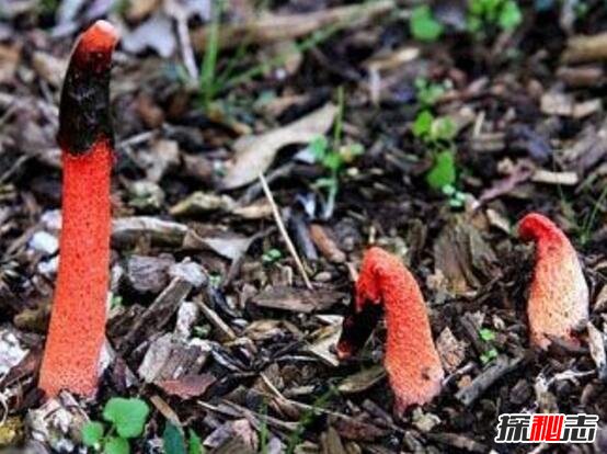 红鬼笔又叫做鸡屎菌，外形长得xx男人吃了能壮阳719 / 作者:UFO爱好者 / 帖子ID:106139