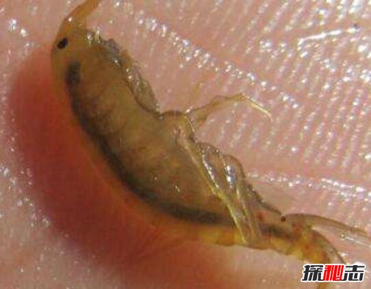 贝蒂寄生虫又叫外星寄生虫，寄生在鱼嘴可能你每天都在吃450 / 作者:UFO爱好者 / 帖子ID:106059