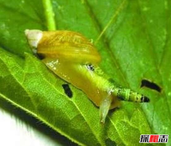 恐怖的僵尸蜗牛，大脑被寄生虫侵蚀后成傀儡(视频)963 / 作者:UFO爱好者 / 帖子ID:97460