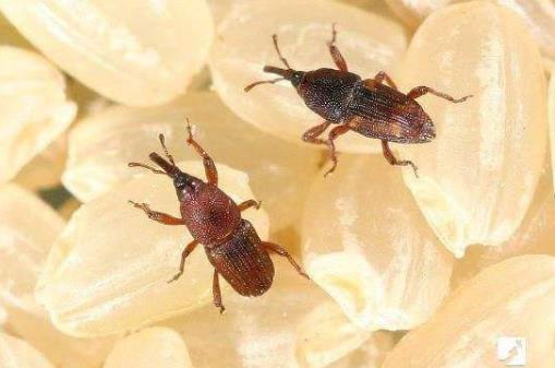 大米生米虫了怎么办 教你几招大米存放防虫驱虫的小窍门852 / 作者:UFO爱好者 / 帖子ID:68607