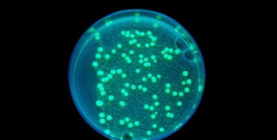 生物学史上九大首创发现414 / 作者:UFO爱好者 / 帖子ID:86041