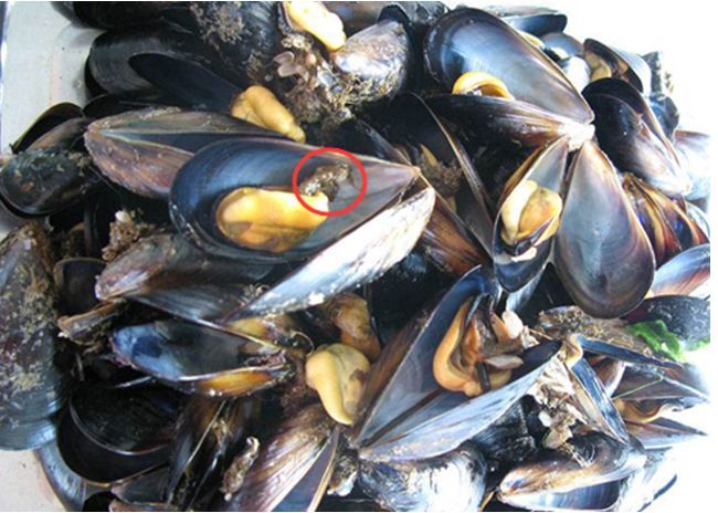 怎么吃海鲜才正宗？皮皮虾、大虾、海蟹、扇贝、海蛎子正确吃法482 / 作者:UFO爱好者 / 帖子ID:69088