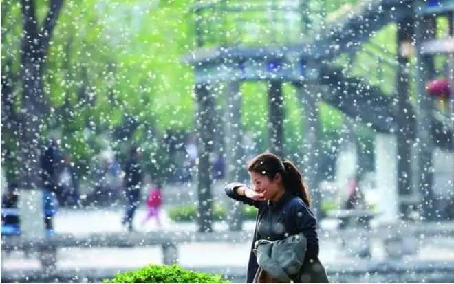 今年杨柳絮什么时候开始飘？为什么年年治理还是年年飞絮？181 / 作者:UFO爱好者 / 帖子ID:68610
