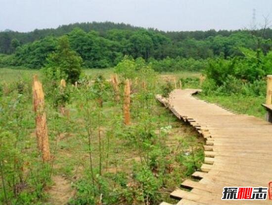 贵阳灵异事件空中怪车之谜 空中飞碟砍断大片森林(谣言)836 / 作者:UFO爱好者 / 帖子ID:99008