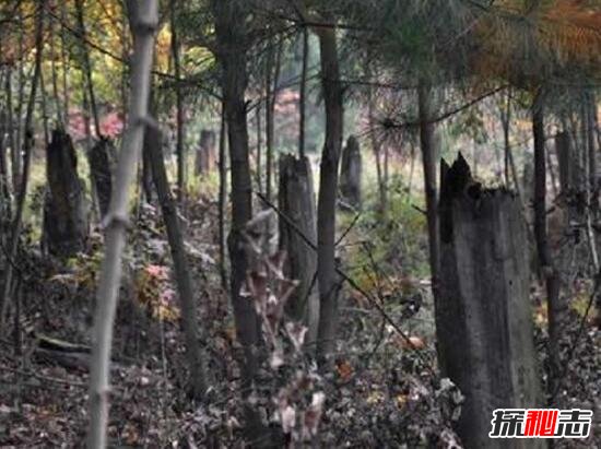 世界八大外星文明之谜，揭秘外星文明真实存在(思密极恐)17 / 作者:UFO爱好者 / 帖子ID:99044