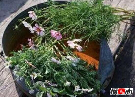 占领村神秘药方之谜，神秘药方控制二胎性别(换花草秘方)417 / 作者:UFO爱好者 / 帖子ID:98819