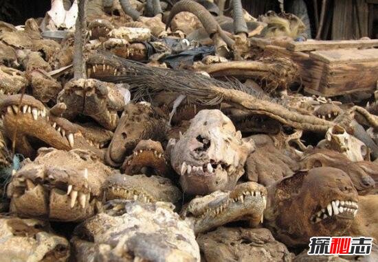 实拍非洲巫术祭品市场，贩卖人体器官辟邪(满城动物腐尸)40 / 作者:UFO爱好者 / 帖子ID:106306