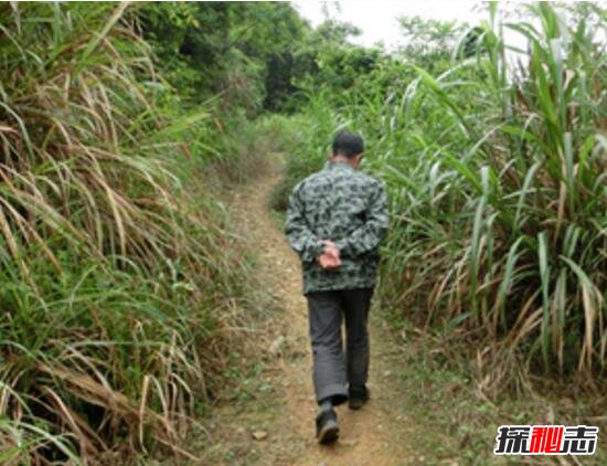 湖南洞口县喷香的土地之谜，土地散发奇异香味(科学无解)0 / 作者:UFO爱好者 / 帖子ID:98691