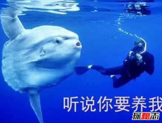 巨型翻车鱼奇葩的一生，死因太奇葩(过度紧张会死亡/软萌)426 / 作者:UFO爱好者 / 帖子ID:106035