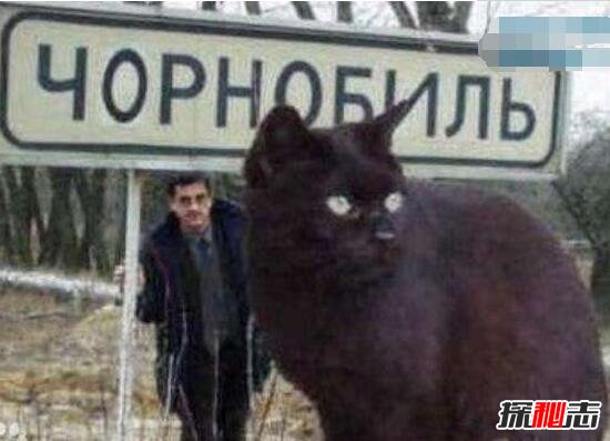 乌克兰巨猫是真的吗，世界上最大的猫Angie竟是网友恶搞101 / 作者:UFO爱好者 / 帖子ID:106034