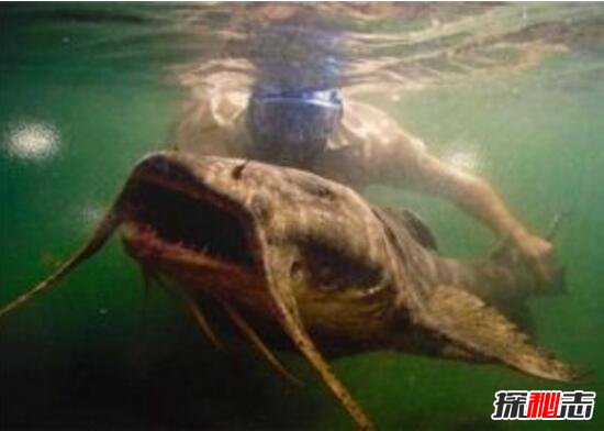 世界十大凶猛淡水鱼排行榜，坦克鸭嘴鲶鱼食人肉(超恐怖)984 / 作者:UFO爱好者 / 帖子ID:98030