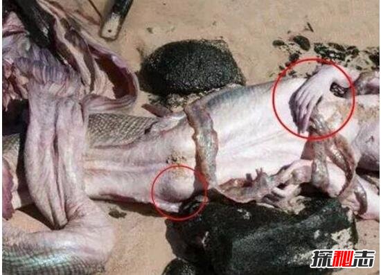 深海千年美人鱼儒艮，儒艮为什么叫美人鱼(美人鱼的原型)67 / 作者:UFO爱好者 / 帖子ID:105952