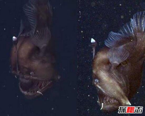 其丑无比的深海安康鱼，头顶自带发光器(味道鲜美无比)182 / 作者:UFO爱好者 / 帖子ID:105930