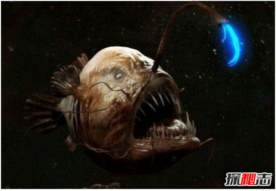 其丑无比的深海安康鱼，头顶自带发光器(味道鲜美无比)774 / 作者:UFO爱好者 / 帖子ID:105930