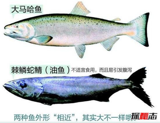 最常见的棘鳞蛇鲭油鱼，让你疼痛腹泻的毒鱼(你肯定吃过)681 / 作者:UFO爱好者 / 帖子ID:105881
