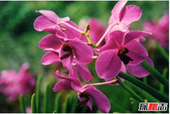新加坡的国花是什么花，胡姬花/兰花(新加坡国花的含义)655 / 作者:UFO爱好者 / 帖子ID:105923