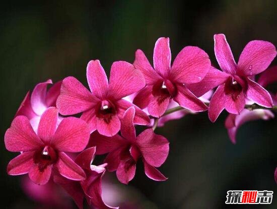 新加坡的国花是什么花，胡姬花/兰花(新加坡国花的含义)918 / 作者:UFO爱好者 / 帖子ID:105923