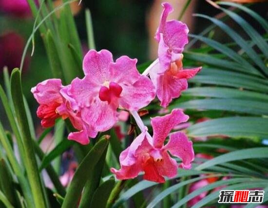 新加坡的国花是什么花，胡姬花/兰花(新加坡国花的含义)762 / 作者:UFO爱好者 / 帖子ID:105923