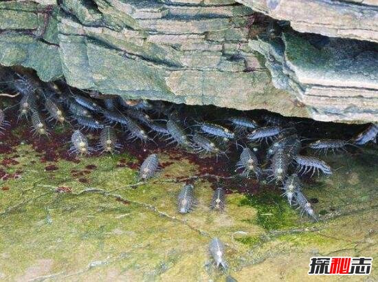 海蟑螂能吃吗，海蟑螂具有极高药用价值(能食用/非蟑螂)12 / 作者:UFO爱好者 / 帖子ID:105879