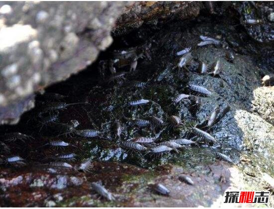 海蟑螂能吃吗，海蟑螂具有极高药用价值(能食用/非蟑螂)892 / 作者:UFO爱好者 / 帖子ID:105879