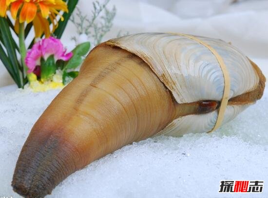 象拔蚌像什么，巨型男性生殖器(味道鲜美/最常见的海鲜)532 / 作者:UFO爱好者 / 帖子ID:105850