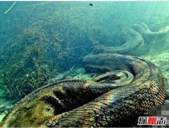 四川发现50米巨蟒，世界上最大的蟒蛇(网络传闻)376 / 作者:UFO爱好者 / 帖子ID:105844