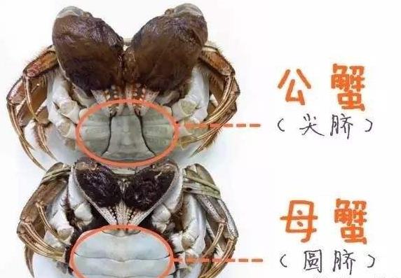 吃螃蟹是吃公的还是母的？公螃蟹好吃还是母螃蟹好吃？808 / 作者:UFO爱好者 / 帖子ID:68852