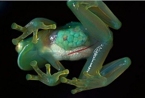 自然界最透明动物：透明黄金龟甲虫739 / 作者:UFO爱好者 / 帖子ID:74291