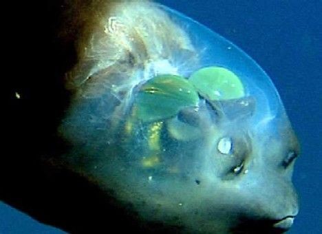 自然界最透明动物：透明黄金龟甲虫786 / 作者:UFO爱好者 / 帖子ID:74291