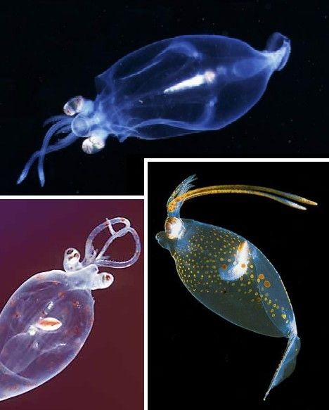 自然界最透明动物：透明黄金龟甲虫109 / 作者:UFO爱好者 / 帖子ID:74291