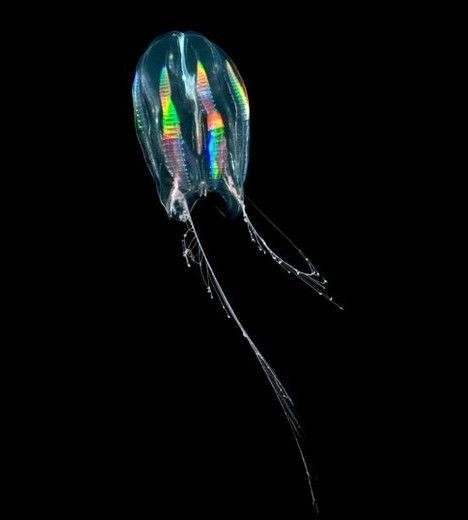 自然界最透明动物：透明黄金龟甲虫932 / 作者:UFO爱好者 / 帖子ID:74291