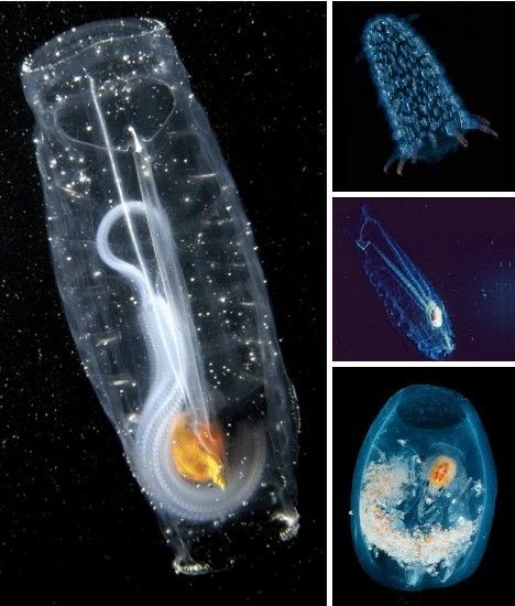 自然界最透明动物：透明黄金龟甲虫962 / 作者:UFO爱好者 / 帖子ID:74291