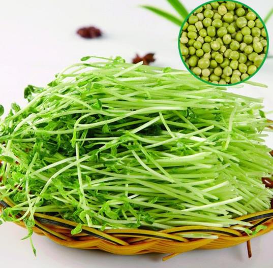 春季应季蔬菜好吃又治病 清明前后一定要吃的8种“芽”菜！641 / 作者:UFO爱好者 / 帖子ID:69770