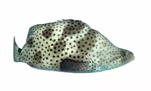 石斑鱼竟是雌雄同体鱼类，30种最为珍贵的石斑590 / 作者:UFO爱好者 / 帖子ID:74531