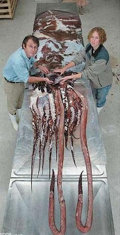 深海生物,难得一见的生物种类121 / 作者:UFO爱好者 / 帖子ID:86230