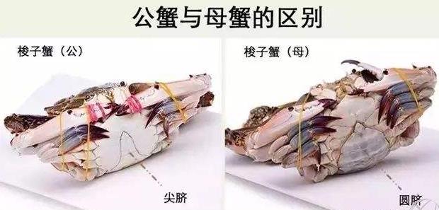 活的梭子蟹清洗步骤 梭子蟹最常见的做法 清蒸活梭子蟹蒸多久441 / 作者:UFO爱好者 / 帖子ID:70230