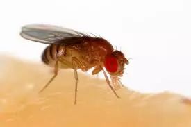 人类的Y染色体会消亡吗?457 / 作者:UFO爱好者 / 帖子ID:82414 人类的Y染色体会消亡吗?457 / 作者:UFO爱好者 / 帖子ID:82414