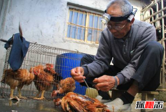 鸡睾丸的功效很神奇，女吃美容养颜男吃补肾壮阳860 / 作者:UFO爱好者 / 帖子ID:106166