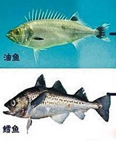 异鳞蛇鲭鱼，吃后疯狂的拉肚子而且还拉鱼油183 / 作者:UFO爱好者 / 帖子ID:79070