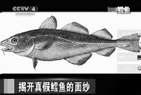 异鳞蛇鲭鱼，吃后疯狂的拉肚子而且还拉鱼油838 / 作者:UFO爱好者 / 帖子ID:79070