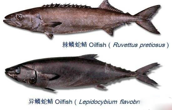 异鳞蛇鲭鱼，吃后疯狂的拉肚子而且还拉鱼油519 / 作者:UFO爱好者 / 帖子ID:79070
